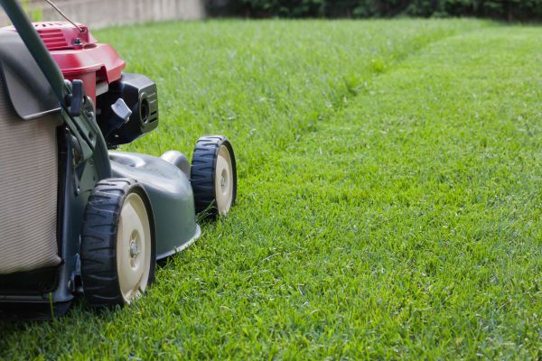 Lawn Cutting
