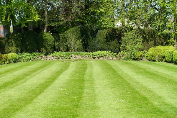 Cost of Grass Care Service in Milford