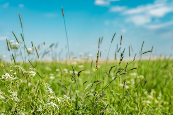 Cost of High Grass Trimming in Milford