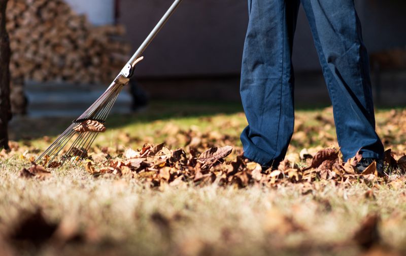 Leaves Being Raked